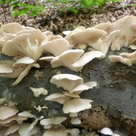 Koliba Dobro Drvo Zlatibor