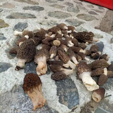 Chalet Koliba Dobro Drvo